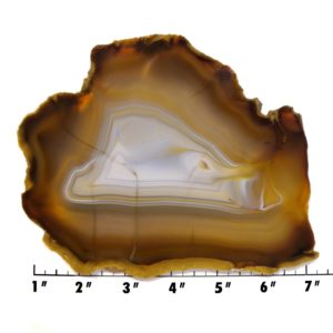 Slab733 - Piranha Agate