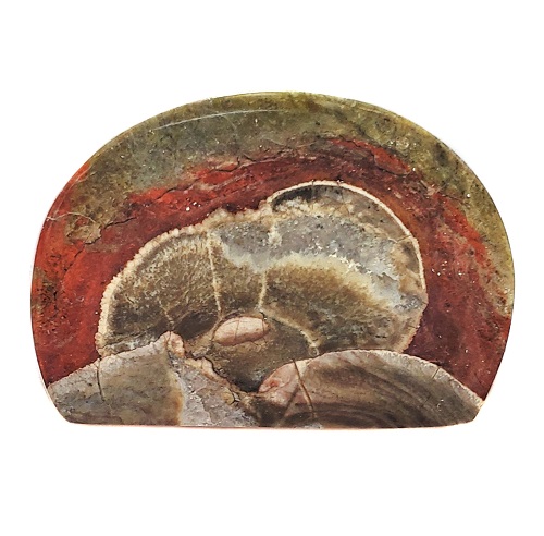 Cab1 - Mushroom Rhyolite Cabochon