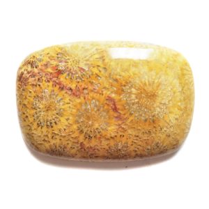 Cab157 - Pertrified Coral Cabochon
