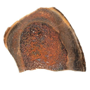 Dinosaur Bone Slabs from Utah/Colorado