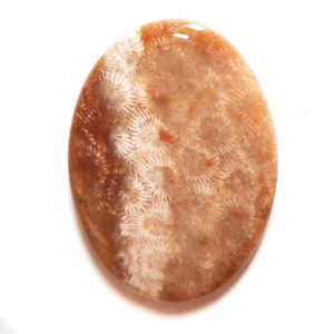 Cab1958 - Pertrified Coral Cabochon