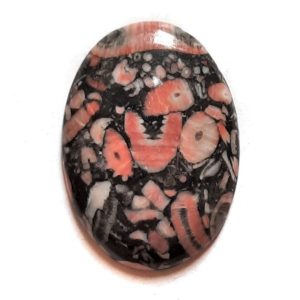 Cab657 - Crinoid Fossil Marble Cabochon