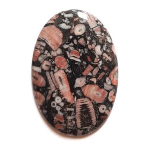 Cab683 - Crinoid Fossil Marble Cabochon