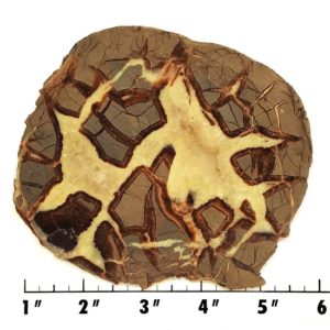 Slab286 - Septarian Nodule Slab