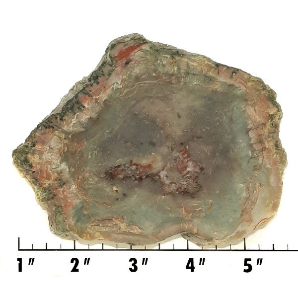 Slab668 - Coprolite (Fossilized Dinosaur Dung) Slab