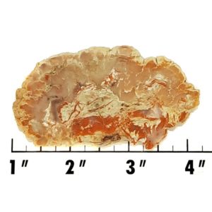 Slab694 - Coprolite (Fossilized Dinosaur Dung) Slab