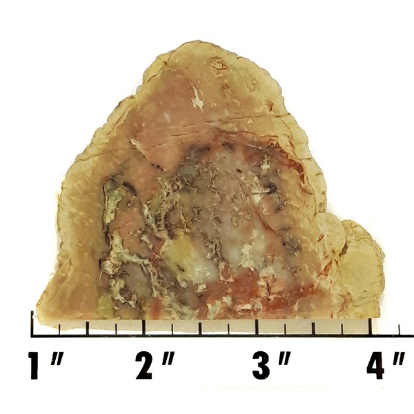 Slab695 - Coprolite (Fossilized Dinosaur Dung) Slab