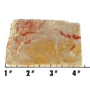 Slab696 - Coprolite (Fossilized Dinosaur Dung) Slab