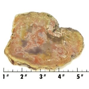 Slab700 - Coprolite (Fossilized Dinosaur Dung) Slab