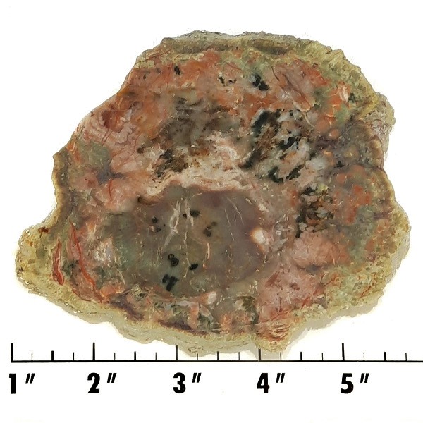 Slab671 - Coprolite (Fossilized Dinosaur Dung) Slab