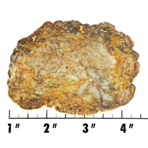 Slab703 - Coprolite (Fossilized Dinosaur Dung) Slab