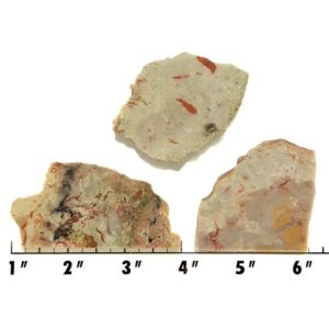 Slab675 - Coprolite (Fossilized Dinosaur Dung) Slabs