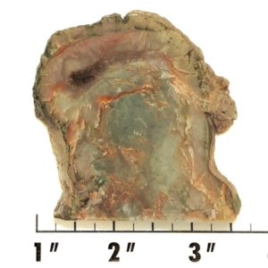Slab685 - Coprolite (Fossilized Dinosaur Dung) Slab