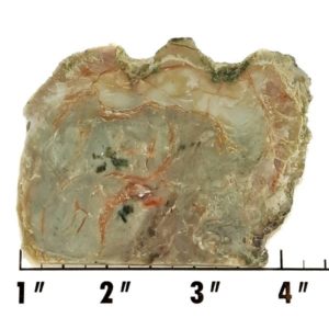 Slab687 - Coprolite (Fossilized Dinosaur Dung) Slab