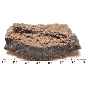 Turritella (Fossil Stone) Rough #1