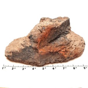 Turritella (Fossil Stone) Rough #2