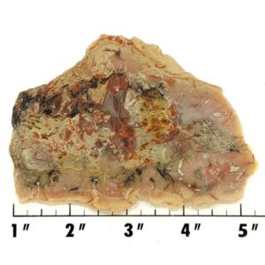 Slab702 - Coprolite (Fossilized Dinosaur Dung) Slab