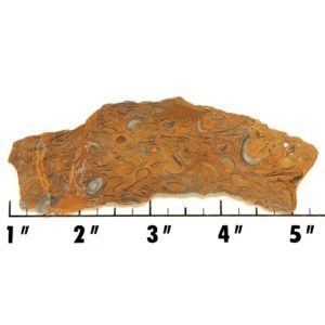Slab978 - Clam Chowder Stone Slab