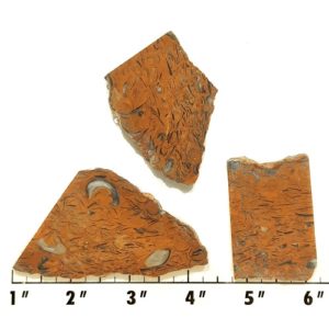 Slab968 - Clam Chowder Stone Slabs