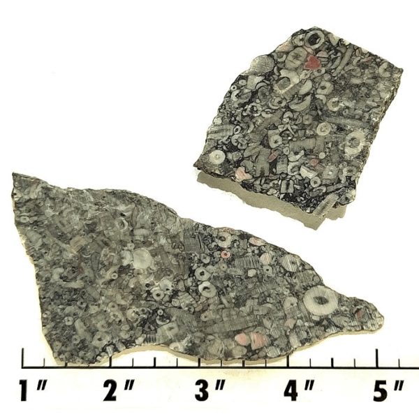 Slab831 - Crinoid Marble Slabs