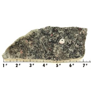 Slab838 - Crinoid Marble Slab