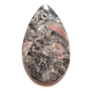 Cab2181 - Crinoid Fossil Marble Cabochon