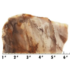 Slab1510 - Opalized Wood Slab
