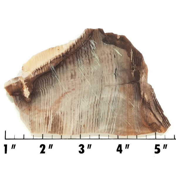 Slab1538 - Opalized Wood Slab