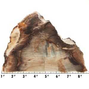 Slab1539 - Opalized Wood Slab