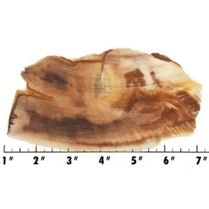 Slab1525 - Opalized Wood Slab