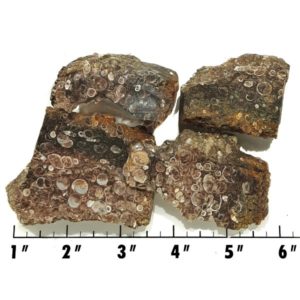 Turritella (Fossil Stone) Rough #3