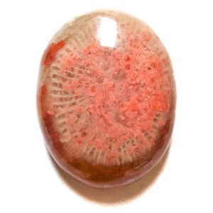 Cab2175 - Fossil Red Horn Coral Cabochon