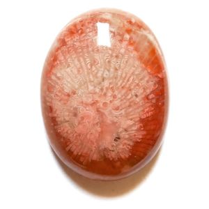 Cab2238 - Fossil Red Horn Coral Cabochon