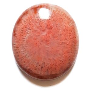 Cab2241 - Fossil Red Horn Coral Cabochon