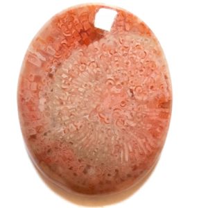 Cab2260 - Fossil Red Horn Coral Cabochon
