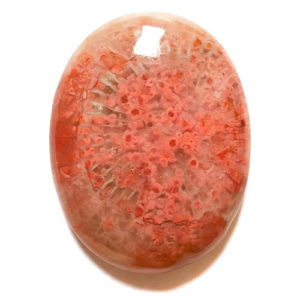 Cab2267 - Fossil Red Horn Coral Cabochon