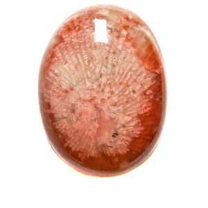 Fossil Red Horn Coral Cabochons from Utah