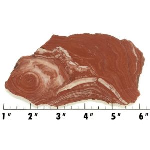 Slab1458 - Fossil Stromatolite Slab