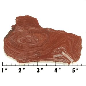 Slab1479 - Fossil Stromatolite Slab