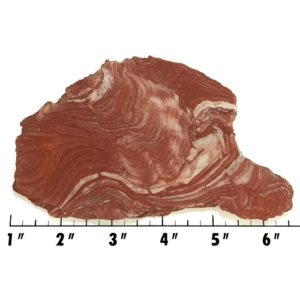 Slab150 - Fossil Stromatolite Slab