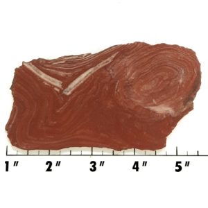 Slab1437 - Fossil Stromatolite Slab