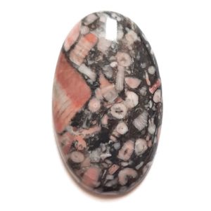 Cab472 - Crinoid Fossil Marble Cabochon