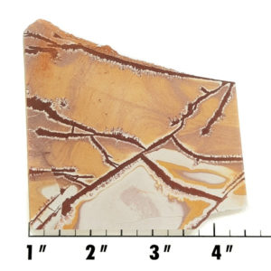 Slab1382 - Sonoran Dendritic Jasper slab