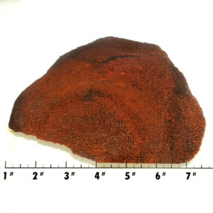 Slab1584 - Dinosaur Bone slab