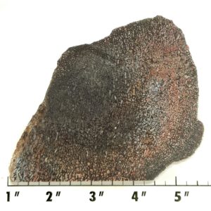 Slab1585 - Dinosaur Bone slab