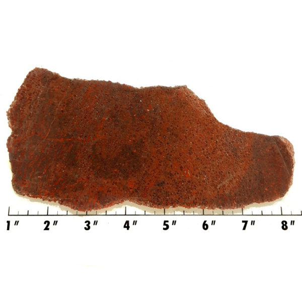 Slab1593 - Dinosaur Bone slab
