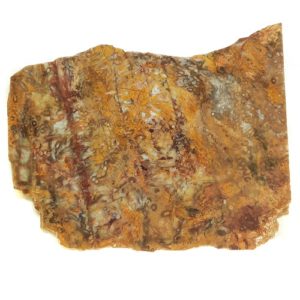 Petrified Palm Slabs from Indonesia