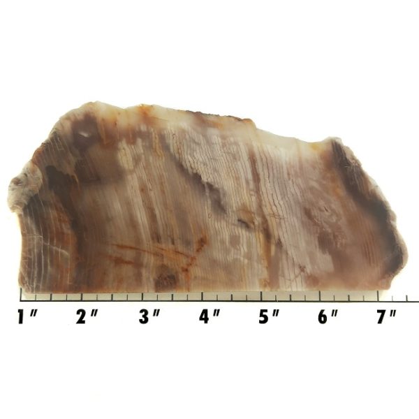 Slab306 - Opalized Wood Slab