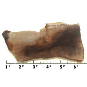 Slab307 - Opalized Wood Slab