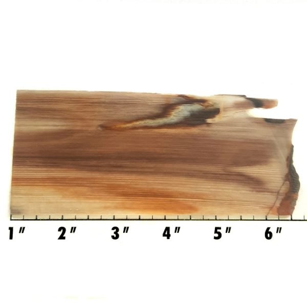 Slab309 - Opalized Wood Slab